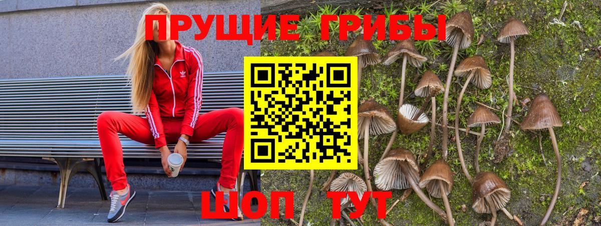 как найти   Вход с VPN  Видное  Псилоцибиновые грибы Psilocybine cubensis 